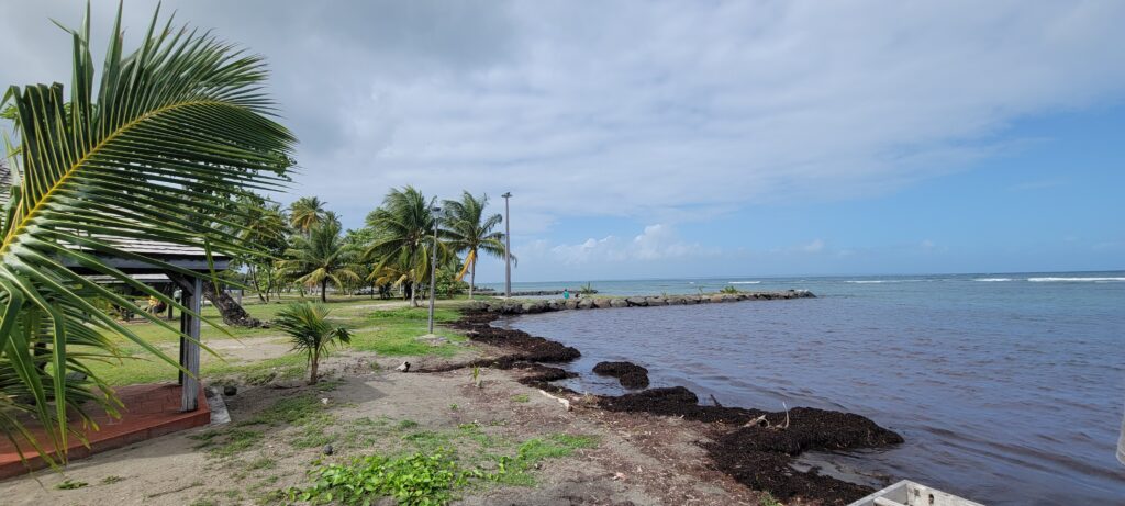 Roseau